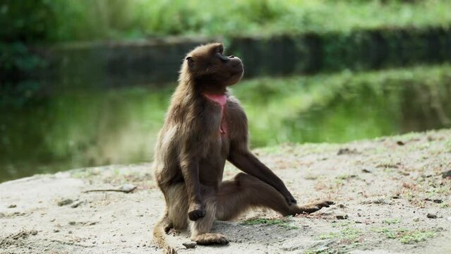 One monkey resting and sunbathing on a riverbank outdoors in a whild