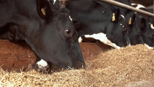 Close up footage of black cows with white spots indoors in stable on domestic village farm. Herd of cows eating hay grass in barn. Cowherd. Cattle feeding in shed. Livestock, milk and meat industry