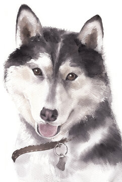 Watercolor drawing on a white background. Husky watercolor for postcards and prints.