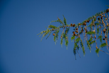 Branches with green needles European larch or Larix decidua against the blue sky. Horizontal nature photo with copy space