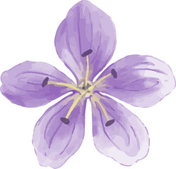 purple crocus flower
