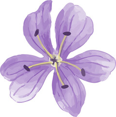 violet flower isolated on white