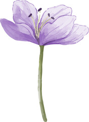 violet flower isolated on white background