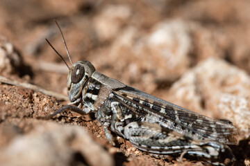 Detailed closeup on a short horned grasshopper Calliptamus barbarus in the nature