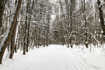 Cross-country skiing track in winter forest