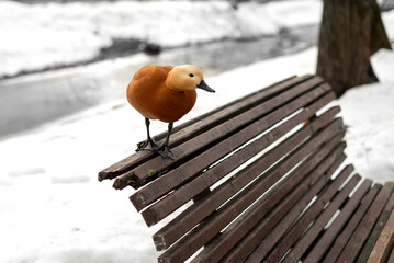 Ruddy shelduck bird sitting on top of wooden bench in park in early spring