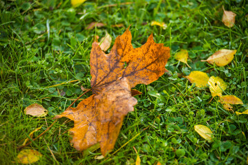 Close up of Maple leaf lying on grass in autumn