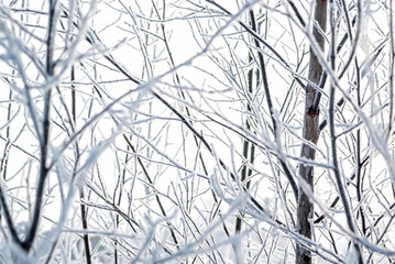 Tree branches covered with hoarfrost crystals close up
