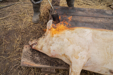 preparation of a slaughtered pig for sale at the meat market