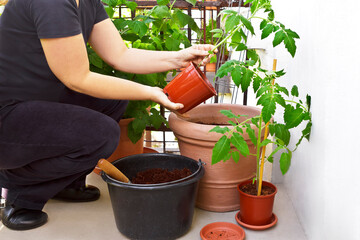 Step by step instruction for growing tomato plants from seeds: 9. when night temperatures are above freezing point, repot into big summer container.