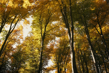 forest canopy in autumn with colorful foliage