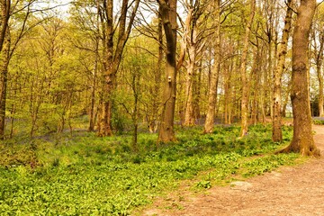 Sunlight  on Enlgish native Bluebells