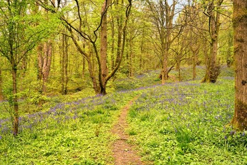 Naklejka premium Sunlight and a track in to the Bluebells