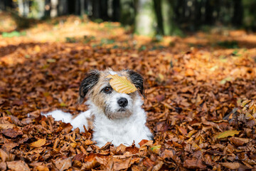 Ein kleiner Terrier Hund mit einem Blatt über einem Auge liegt auf Herbst Laub im Wald.