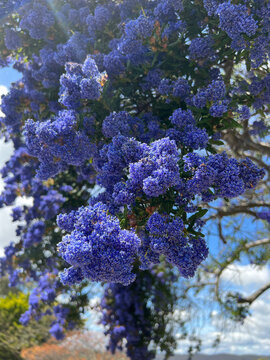 Ceanothus Papillosus is an attractive evergreen shrub that produces an abundant amount of rich deep blue flowers in dense bunches during spring.