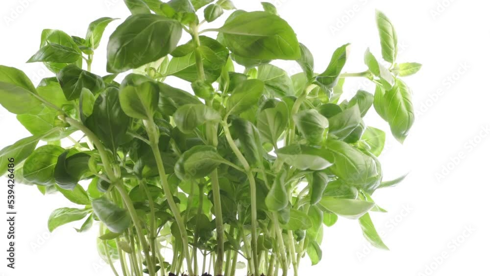 Wall mural Green Basil Herbs in a Flower Pot isolated on white Background