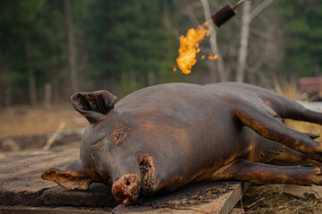 burnt pet, dead black pig