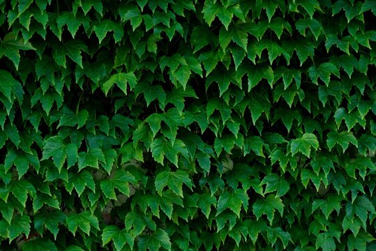 Wall Covered With Green Vine Leaves Plant