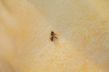 bee close-up sitting on white skin