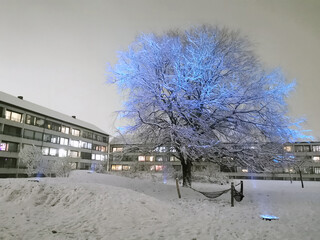 Snow and big tree with coloured lights outside Danish apartment buildings with lots of homes in...