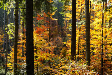 Majestic forest with yellow and orange folliage at autumn time. Picturesque fall scene in Carpathian mountains, Ukraine. Landscape photography