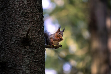 squirrel in the tree