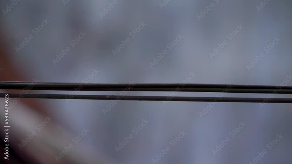Poster static shot of ants walking on black wires with blur background - focus on object