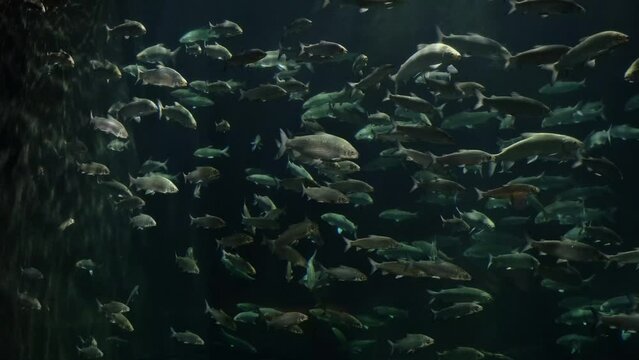 Swarm of Freshwater Fish - Great Whitefish