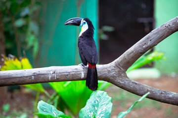 toucan on a branch