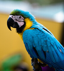 Golden blue and yellow Macaw