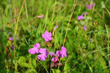 bunch of pink carnation flowers on the meadow in sunny day