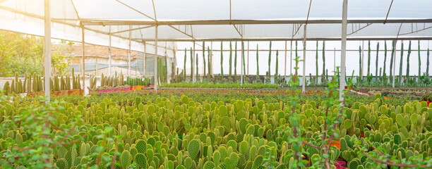 Greenhouse of commercially grown cacti and succulents, plants panoramic view, industry.