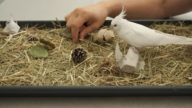 Albino cockatiel playing with its owner in its foraging tray, environmental enrichment. White-faced Lutinos mutation.