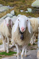 Campliccioli and Cingino mountain lake hiking trail located in Antrona valley, Piedmon, Italy