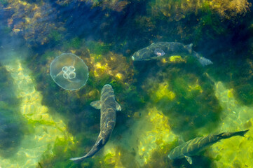 Deep sea jellyfish swimming in the ocean. Beautiful underwater world. Danger of burns from jellyfish on sea coasts.