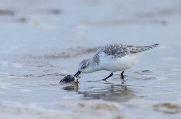 Sanderling with meal