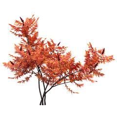 bush isolate on a transparent background, 3D illustration, cg render