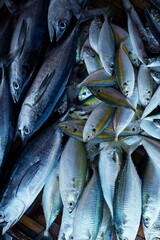 Obraz premium Yellowstripe scad, Selaroides leptolepis, also known as the yellowstripe trevally, yellow-banded trevally. fresh ocean fish for sale in fresh market