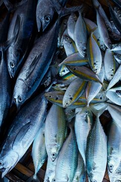 Yellowstripe scad, Selaroides leptolepis, also known as the yellowstripe trevally, yellow-banded trevally. fresh ocean fish for sale in fresh market