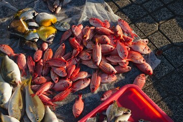 Closeup of colored tropical reef fish at market