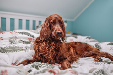 Iris Setter dog on white soft comfortable bed. Pet in hotel room. Pet friendly hotel. Travel with pet. Sleepy dog in bed. Lazy dog. Sad dog waiting for owner. 