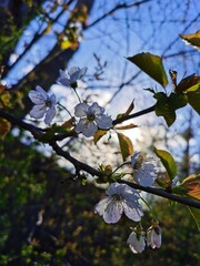 Blüten im Fokus