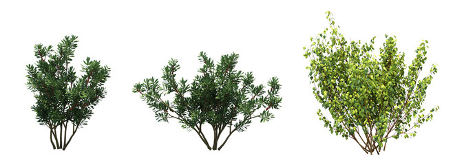 bush isolate on a transparent background, 3D illustration, cg render - 539431245