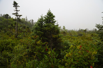 Typical vegetation of Central Grove Provincial park, Canada