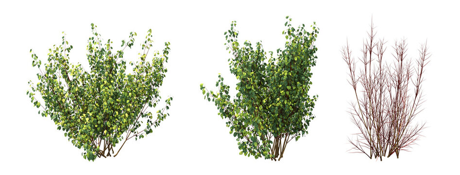 bush isolate on a transparent background, 3D illustration, cg render