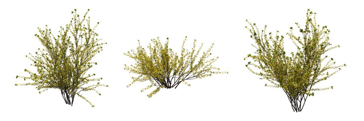 bush isolate on a transparent background, 3D illustration, cg render - 539431487