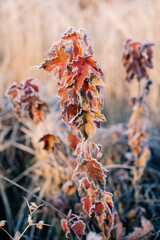 The first November frosts in a field. Selective focus.
