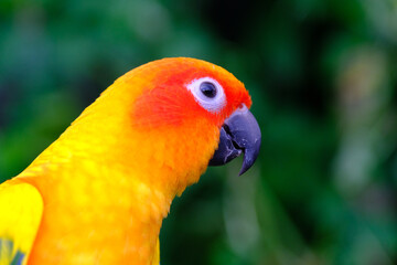Portrait Sun Conure parrot head with gorgeous yellow and red colors