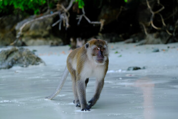 Wild male macaque running for attack to person in monkey beach