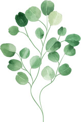 Eucalyptus Leaf Watercolor Style
